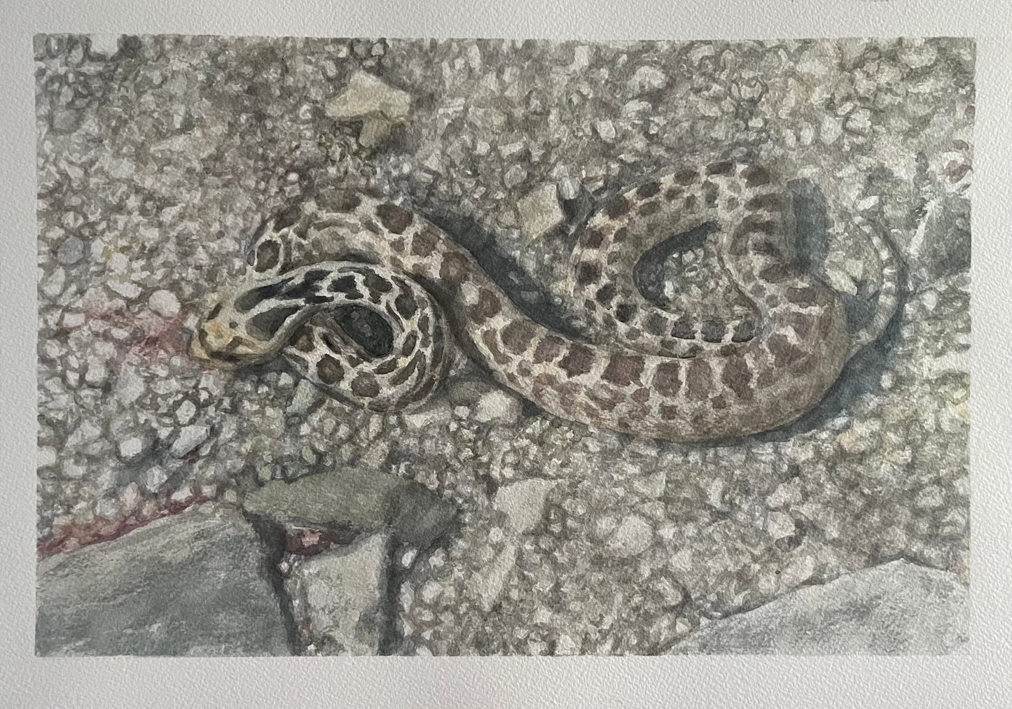 “Snake” 8.5x13