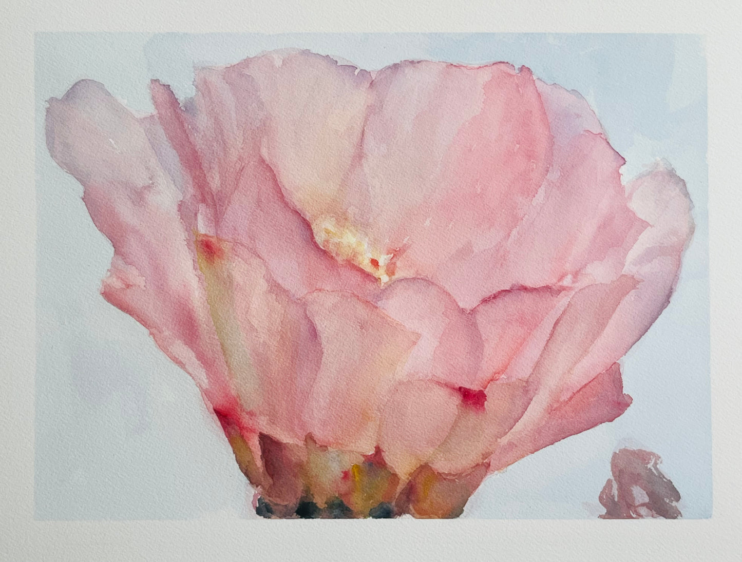 “Opuntia Basilaris Flower” 10x14