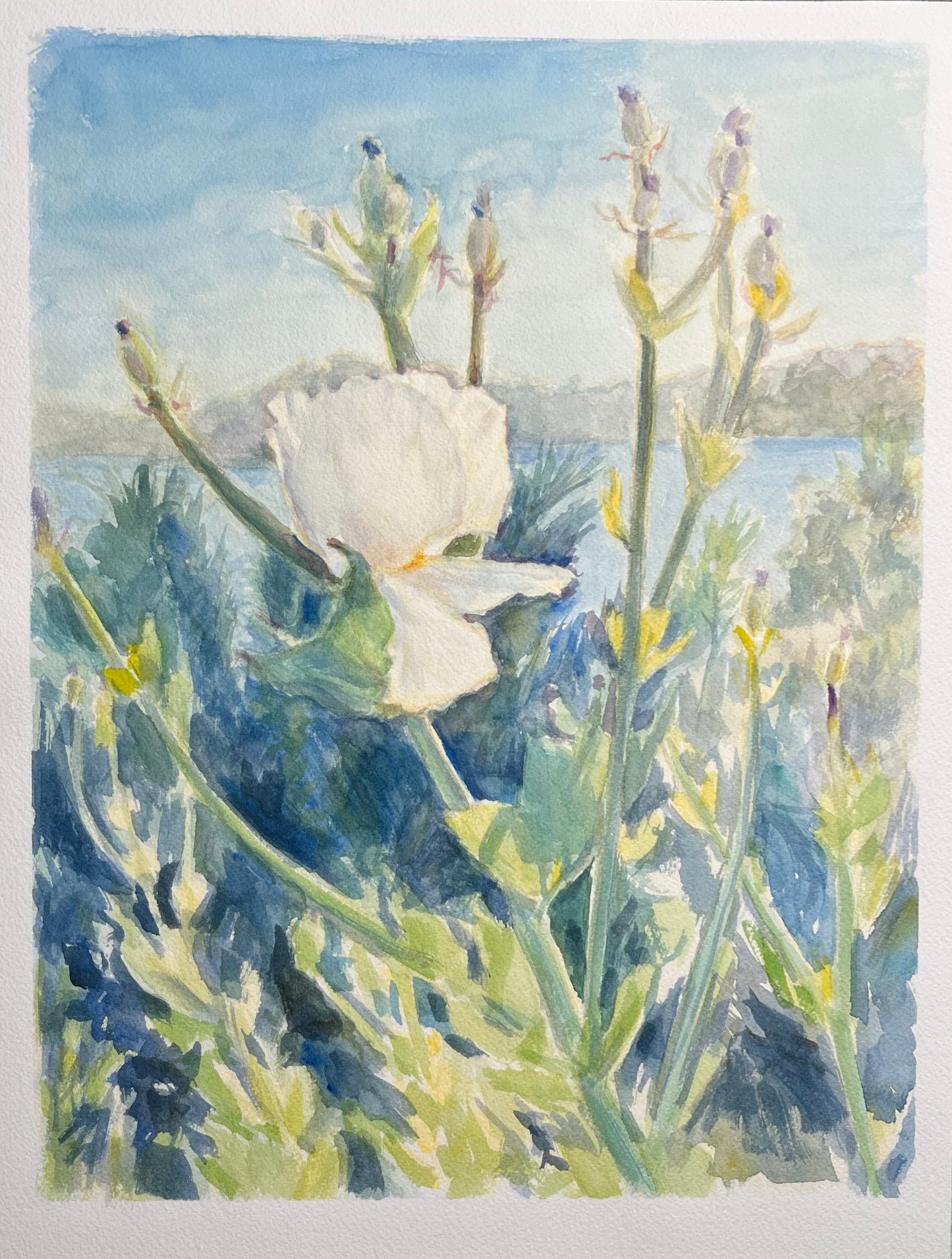 The Last Summer Poppy 12x16