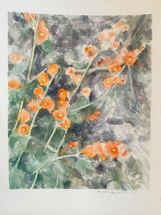 “Apricot Mallow” 10x12.5