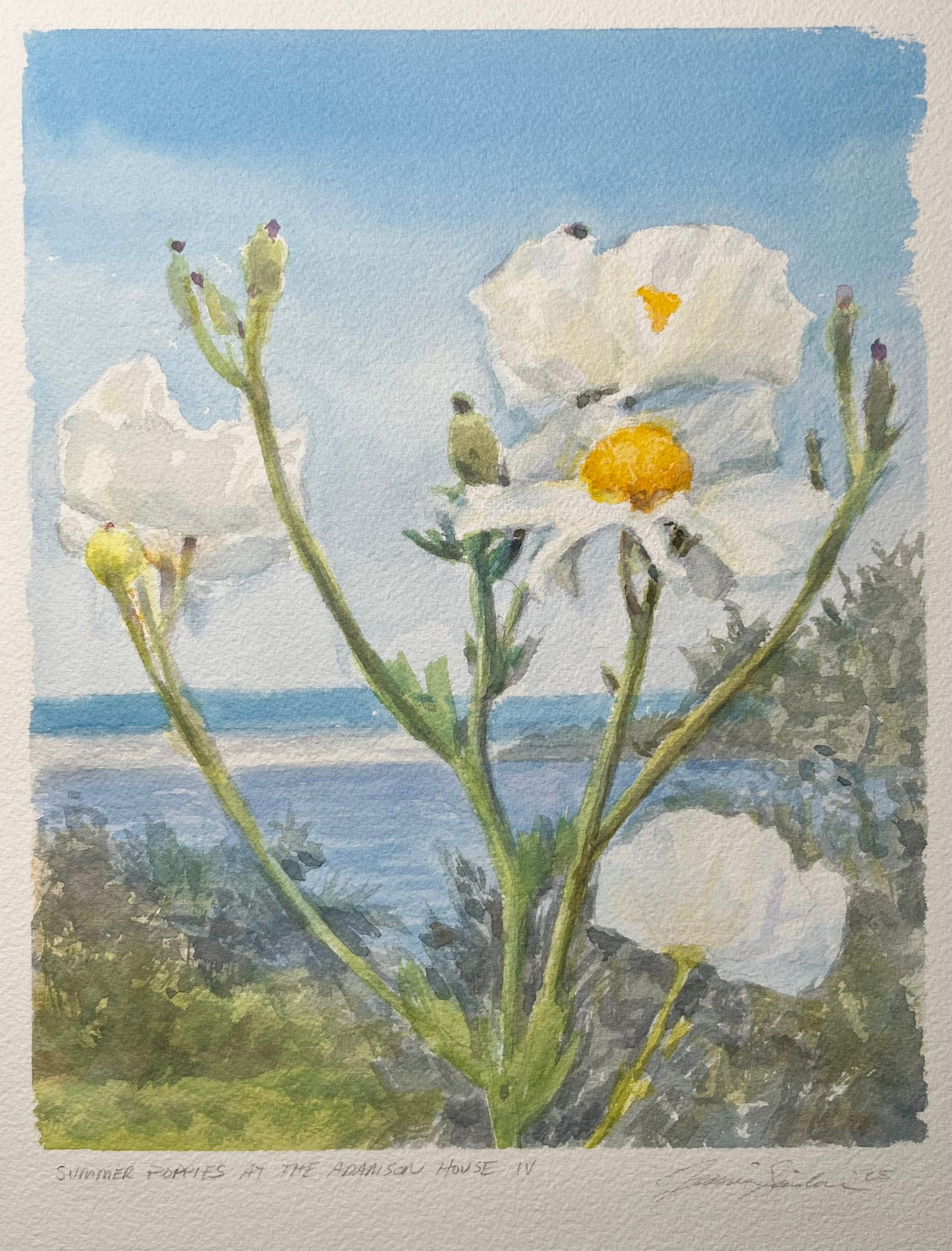 Summer Poppies at the Adamson House IV 8x10