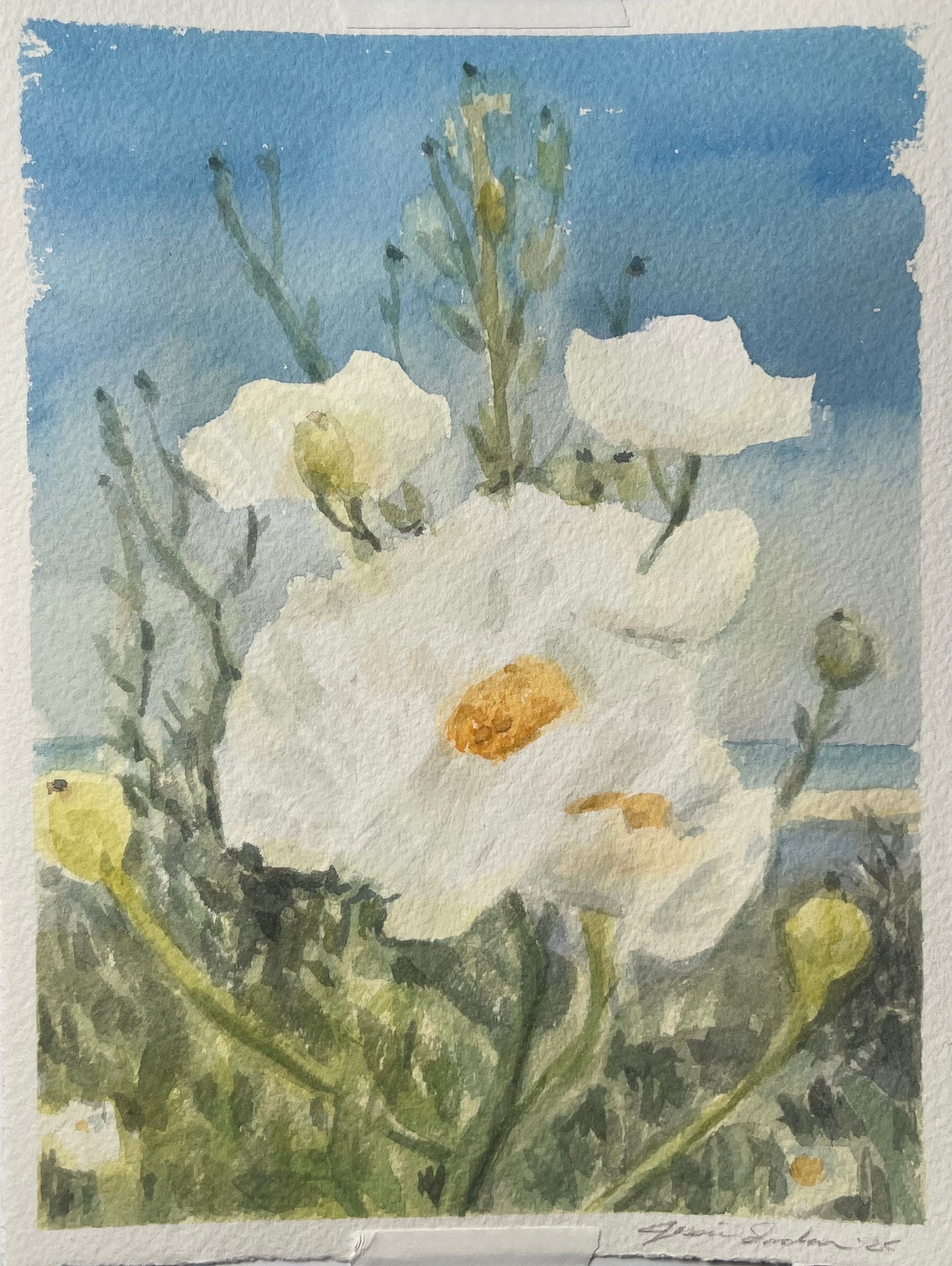 Adamson House Poppies III 6x8